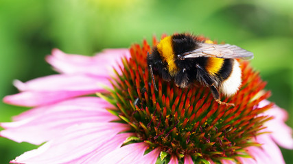 Biene schläft auf Blume