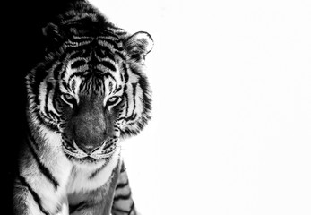 Fototapeta premium tygrysie oczy czarno-białe