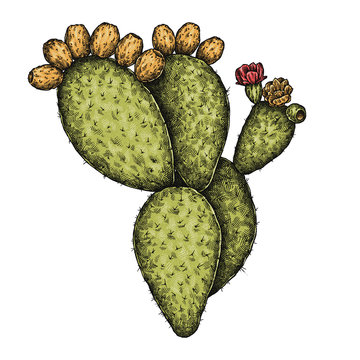recommend clip art: Engrave isolated prickly pear hand drawn graphic illustration