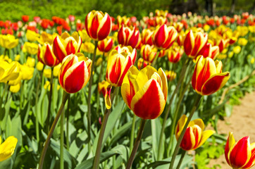 Red and yellow tulips.