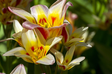 Tulips of the Kaufmanniana Floresta species.