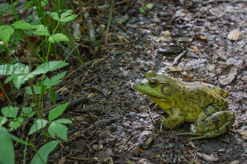 frog