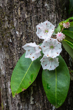 Mountain Laurel