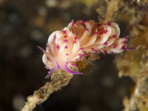 Nudibranch Flabellina sp.