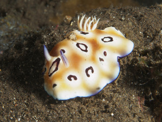 Nudibranch Goniobranchus leopardus