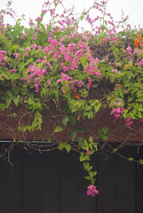 Flower on wall colonial house in Guatemala