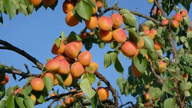 Apricot fruit at tree branch in orchard with blue sky in summer 