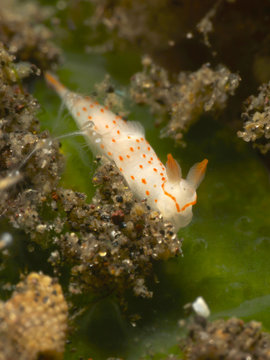 Nudibranch Gymnodoris sp.