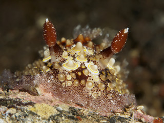 Nudibranch Hoplodoris estrelyado