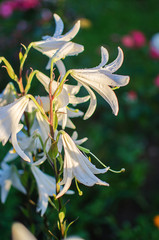 Beautiful lily flowers grow in the summer