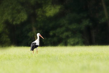 Storch bei Futtersuche auf der Wiese