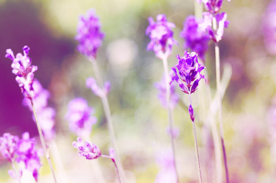 Delicate violet flowers of lavender