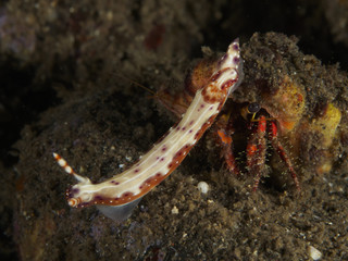 Nudibranch Hypselodoris maculosa