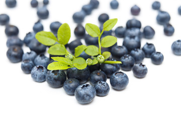 Fresh blueberries isolated on white