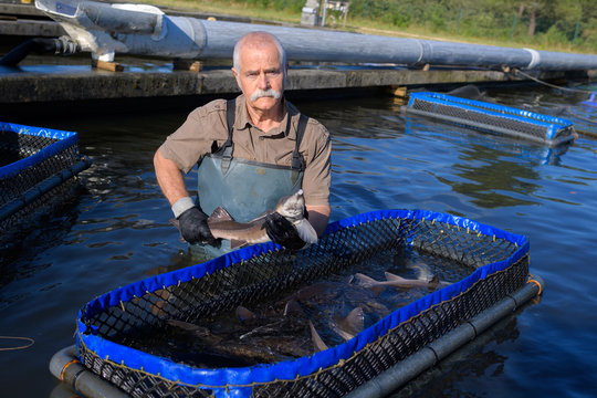 Senior man in water with contained enclosure of fish