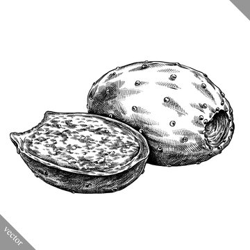 Engrave isolated prickly pear hand drawn graphic vector illustration