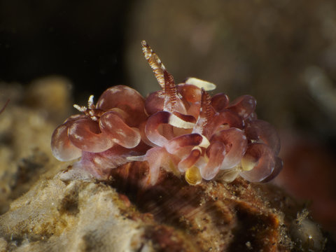 Nudibranch Okenia cf. kendi