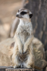 The meerkat or suricate Suricata suricatta is a small carnivoran belonging to the mongoose family