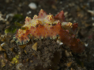 Nudibranch Phyllidiopsis cardinalis