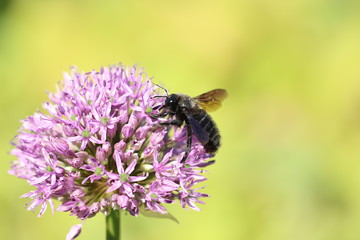 Schwarze Mörtelbiene