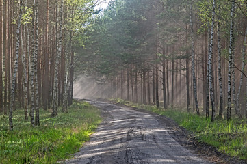 Zakurzona leśna droga.
