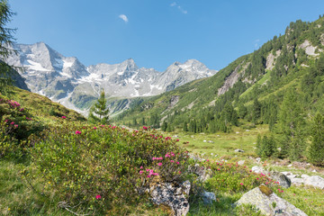 Naklejka premium blühende Alpenrosen in den österreichischen Bergen
