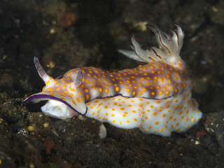 Nudibranch Risbecia sp.