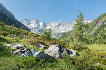 Fototapeta na wymiar blühende Alpenrosen in den österreichischen Bergen