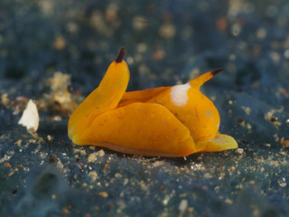 Gastropteridae Siphopteron sp.