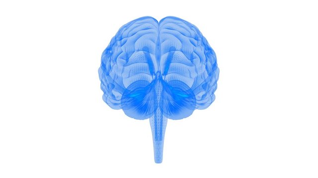 Human brain 3d render x-ray