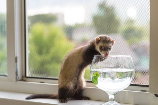 The ferret sits for 5 months on the windowsill near a window equipped with a metal net near a vase of water and an artificial fish