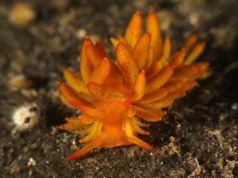 Nudibranch Tenellia melanobrachia