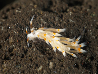 Nudibranch