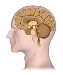 Human brain in median cross section 