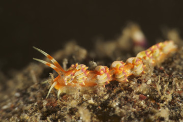 Nudibranch Tenellia sp.