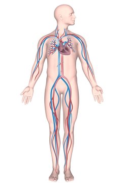 Human circulatory system, unlabeled. 