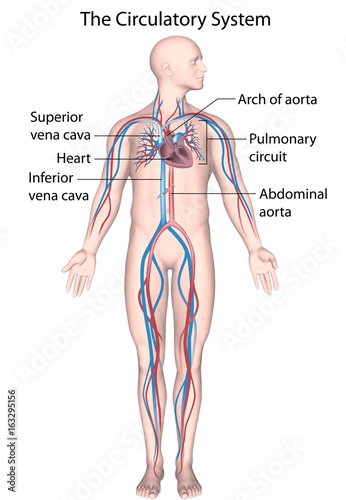 blood circulation problems how to improve blood circulation for a healthier body