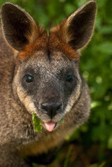 Fototapeta premium Wallaby