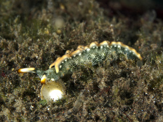 Nudibranch Thuridilla carlsoni