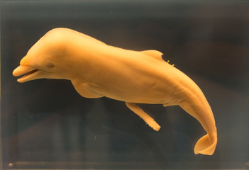 Embryo of dolphin