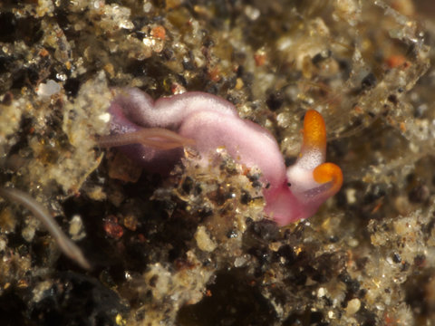Nudibranch Thuridilla albopustulosa