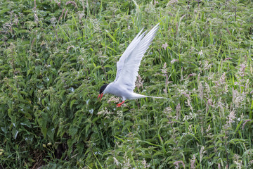 Farne Islands