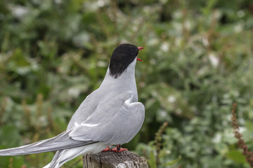 Farne Islands