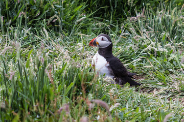 Farne Islands