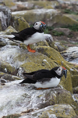 Farne Islands