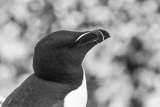 Farne Islands