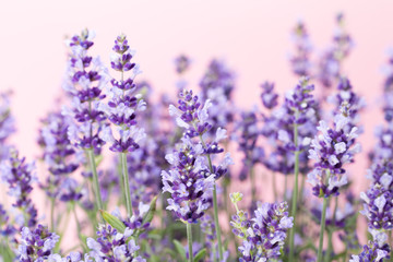 Lavender flowers.