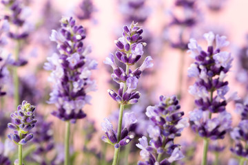 Lavender flowers.