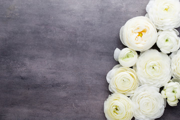 Beautiful colored ranunculus flowers on a gray background.