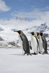Four king penguins start across a snow field on South Georgia Island